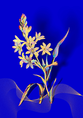 Prismatic Tuberose Flowers