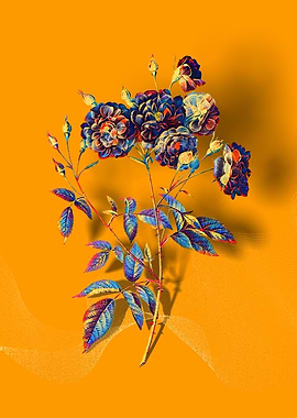 Prismatic Ternaux Rose