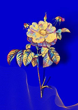 Prismatic Provins Rose