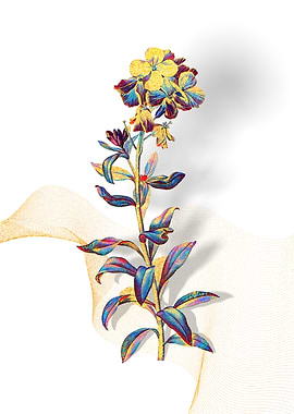 Prismatic Yellow Wallflowe