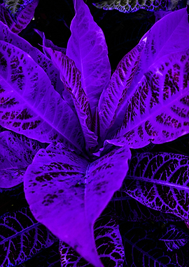 Purple Leave