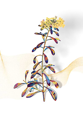 Prismatic White Flowers