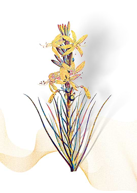 Prismatic Yellow Asphodel