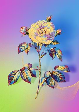 Prismatic Rose Alba
