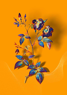 Prismatic China Rose