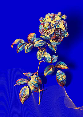 Prismatic 7 Sisters Rose