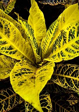 Yellow Leave