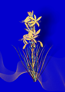 Prismatic Yellow Asphodel