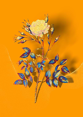 Prismatic Rose Rosenberg