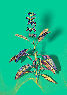 Prismatic Sage Plant