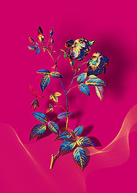 Prismatic China Rose