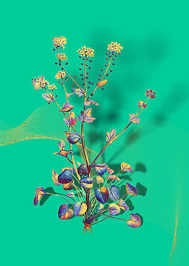 Prismatic Scurvy Grass