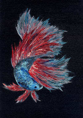 Siamese fighting fish