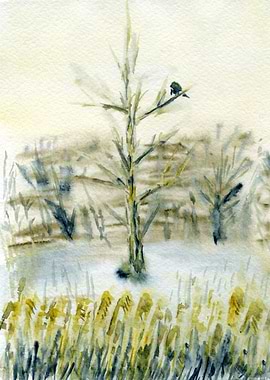 Rook On a Tree In Winter