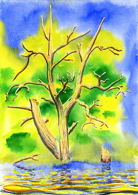 Old Tree In The Water 3