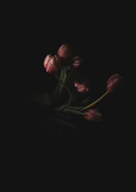 Faded tulips on black