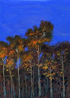 Pine Forest At Night