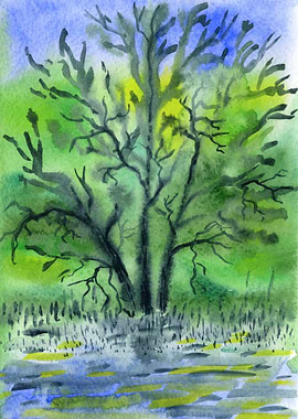 Old Tree In The Water 5