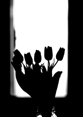 Silhouette of tulips