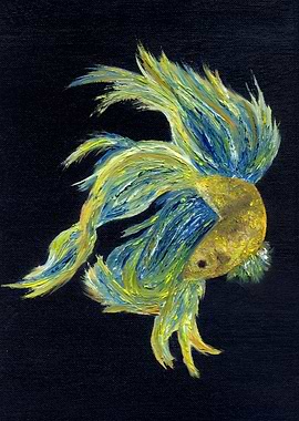 Siamese fighting fish