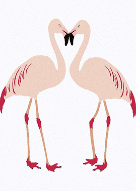 Flamingos