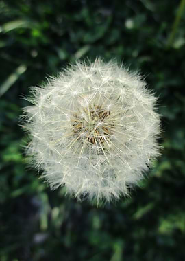 Dandelion Seed Globe