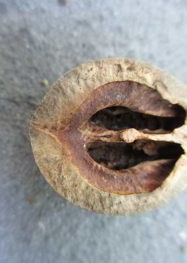 Hickory Nut Profile
