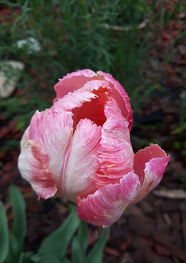 Curly tulip