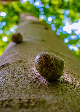 Snail Fruit Tree
