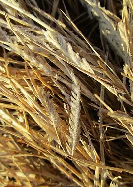 Sunlit Frosted Dry Grass
