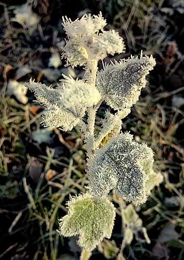 Plant in winter