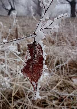 Frozen leaf