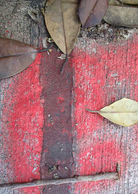 Sidewalk Leaves II