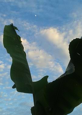 Fly to the moon and back