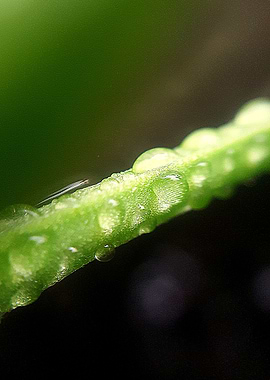 Raindrops on plant