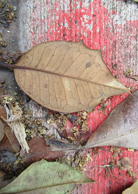 Sidewalk Leaves I