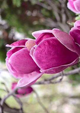 Magnolias in spring