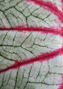 Pink and Green Leaf I