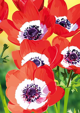 red poppy flowers
