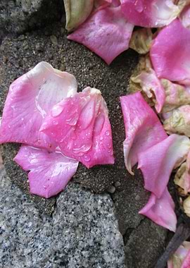 Wet Petals on Stone