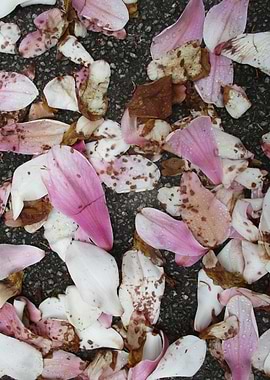 Petals on Pavement