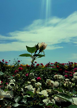 Field of Roses