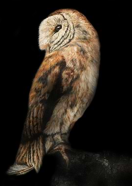Barn Owl