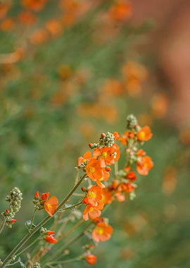 Globemallow