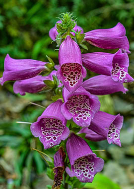 Purple Flower