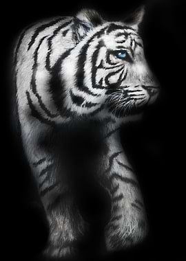 White Bengal Tiger