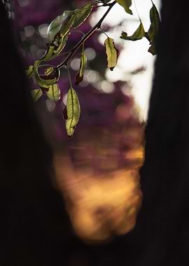 Abstract Colorful Flora