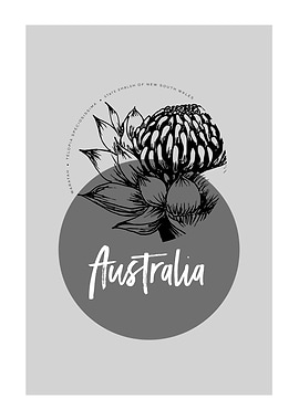 AUSTRALIA WARATAH GREY