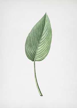 Powdery Alligator Flag