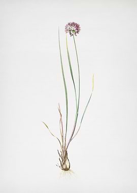 Allium Foliosum